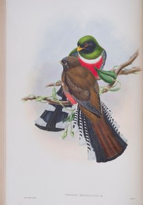 Trogon Mexicanus, Tafel aus Die Vögel von Großbritannien von John Gould, veröffentlicht 1862-73