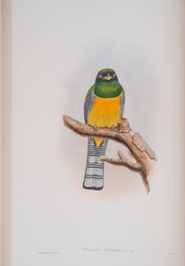 Trogon Tenellus, Tafel aus Die Vögel von Großbritannien von John Gould, veröffentlicht 1862-73