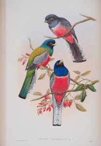 Trogon Variegatus, Tafel aus Die Vögel von Großbritannien von John Gould, veröffentlicht 1862-73