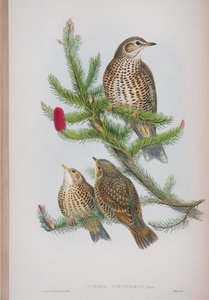 Turdus Viscivorus, Tafel aus Die Vögel von Großbritannien von John Gould, veröffentlicht 1862-73 von John Gould