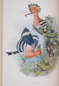 Upupa Epops, Tafel aus Die Vögel von Großbritannien von John Gould, veröffentlicht 1862-73 von John Gould