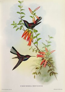 Urochroa Bougieri von John Gould