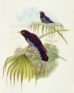 Veilchenkuckuck (Chrysococcyx xanthorhynchus), Gravur von John Gould