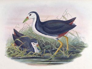 Weißbrust-Wasserhuhn Amaurornis phoenicurus (Pennant)