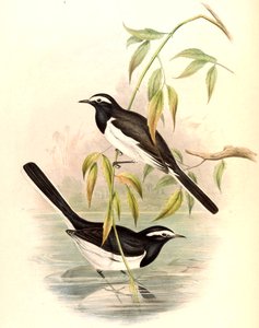 Weißbrauenbachstelze (Große Bachstelze) Motacilla maderaspatensis Gmelin