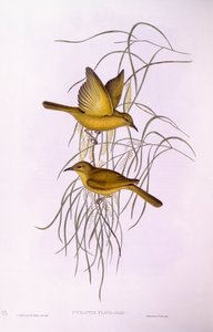 Gelber Honigfresser (Lichenostomus flavus), Gravur von John Gould von John Gould