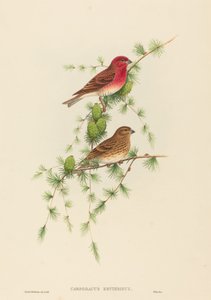 Carpodacus erythrinus (Karmingimpel) von John Gould and H.C. Richter