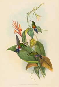 Eriocnemis cupreiventris (Kupferbauch-Puffbein)