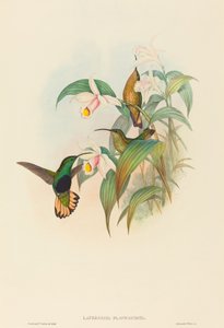 Lafresnaya flavicaudata (Gelbschwanz-Samtbrust) von John Gould and H.C. Richter