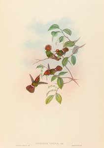 Lophornas reginae (Spangled Coquette) von John Gould and H.C. Richter