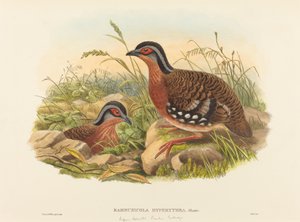 Rostbrust-Bambushuhn (Bambusicola Hyperythra) von John Gould and W. Hart