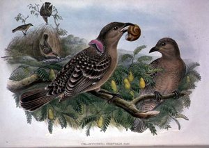 Chlamydera Orientalis (Farblithografie) von John and Hart William Gould
