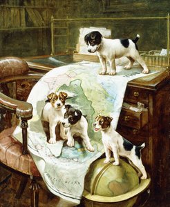 Gut gereiste Jack Russell Welpen