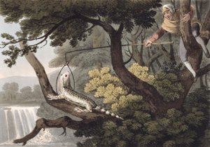 Mexikanischer Eidechsenfänger, graviert von Matthew Dubourg, veröffentlicht von Edward Orme von John Heaviside Clark