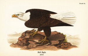 Weißkopfseeadler, Haliaeetus leucocephalus, erwachsen mit Kaninchenbeute