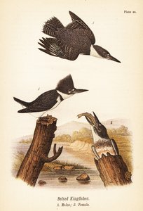 Gürtelfischer, Megaceryle alcyon, Männchen 1, Weibchen 2 von John James (after) Audubon