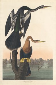 Schwarzbauch-Schlangenhalsvogel