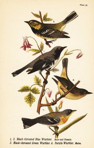 Schwarzkehl-Waldsänger, Setophaga caerulescens 1,2, Schwarzkehl-Grünwaldsänger, Setophaga virens 3 und Nordparula, Setophaga americana 4