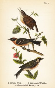 Carolina-Zaunkönig, Thryothorus ludovicianus 1, Kastanienwaldsänger, Setophaga castanea 2, Kastanienflankensänger, Setophaga pensylvanica 3