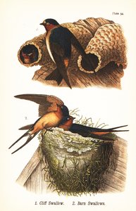 Felsenschwalbe, Petrochelidon pyrrhonota 1, und Rauchschwalbe, Hirundo rustica 2 von John James (after) Audubon