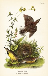 Östliche Wiesenlerche, Sturnella magna