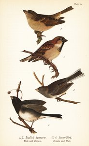 Haussperling, Passer domesticus, und Schieferammer, Junco hyemalis