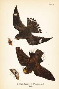 Nachtschwalbe, Chordeiles minor und Östlicher Ziegenmelker, Antrostomus vociferus, Männchen