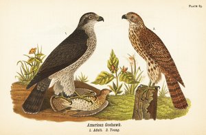 Habicht, Accipiter gentilis, Amerikanischer Habicht, erwachsen mit Beute 1, jung 2