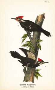 Helmspecht, Dryocopus pileatus, Männchen 1, Weibchen 2 von John James (after) Audubon