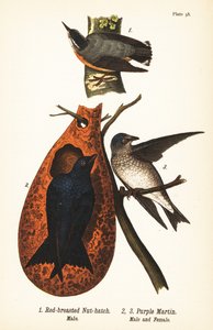 Kanadakleiber, Sitta canadensis, Männchen 1, und Purpurschwalbe, Progne subis, Männchen 2, und Weibchen 3 von John James (after) Audubon