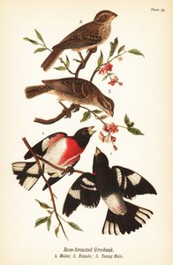 Rosenbrust-Kernknacker, Pheucticus ludovicianus