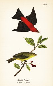 Scharlachroter Tangare, Piranga olivacea, Männchen und Weibchen