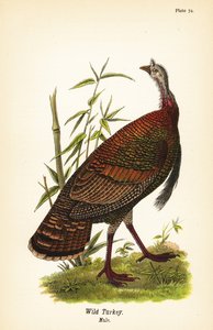 Wildtruthahn, Meleagris gallopavo, Männchen