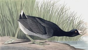 Amerikanisches Blässhuhn, Fulica Americana, aus "The Birds of America" von John J. Audubon, veröffentlicht 1827-38 von John James Audubon