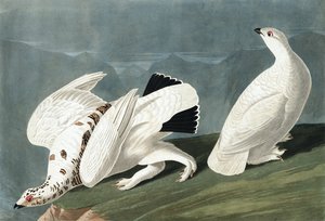 Amerikanisches Schneehuhn, Tetrao Mutus: Weißschwanz-Schneehuhn, Tetrao Leucurus, aus 