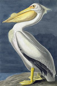 Amerikanischer Weißer Pelikan, Pelecanus Erythrorhynchos, aus "The Birds of America" von John J. Audubon, veröffentlicht 1827-38