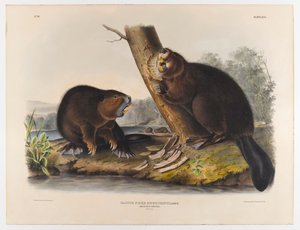Amerikanischer Biber, 1844