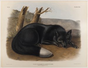 Amerikanischer Schwarz- oder Silberfuchs