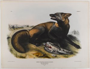 Amerikanischer Kreuzfuchs