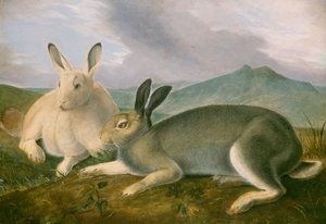 Arktischer Hase von John James Audubon