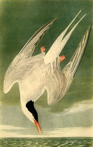 Arktische Seeschwalbe von John James Audubon