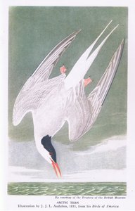 Arktische Seeschwalbe