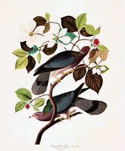 Bandtaube, Columba Fasciata, aus 
