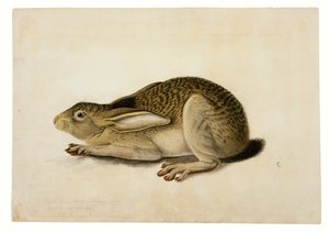 Schwarzschwanzhase von John James Audubon