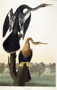 Schwarzbauch-Schlangenhalsvogel, 1836
