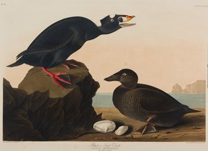 Schwarze Ente, 1836 von John James Audubon