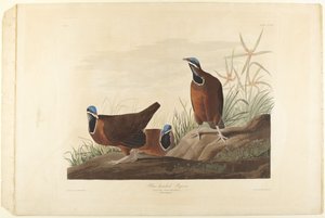 Blauköpfige Taube von John James Audubon