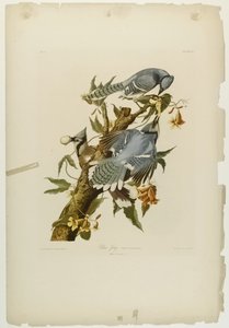 Blauhäher, gedruckt von Julien Bien und veröffentlicht von Roe Lockwood & Son, 1861