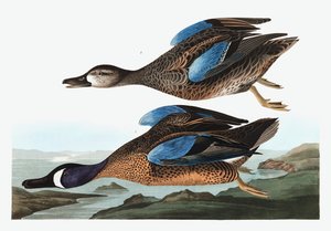 Blaue Krickente, Anas Discors, aus "Die Vögel Amerikas" von John J. Audubon, veröffentlicht 1827-38