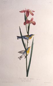 Blau-gelbgeflügelter Waldsänger. Aus Die Vögel Amerikas, 1827-1838